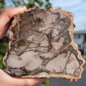 NEW 3.5" x 4.25" x 397G PETRIFIED WOOD SLAB